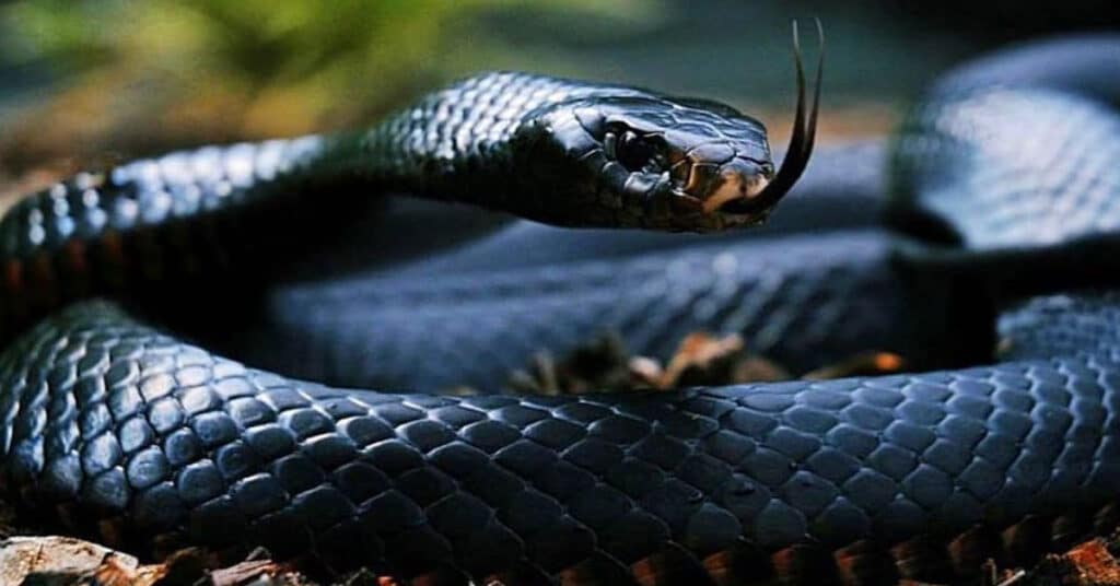 Top 10 Most Venomous Snakes On The Planet