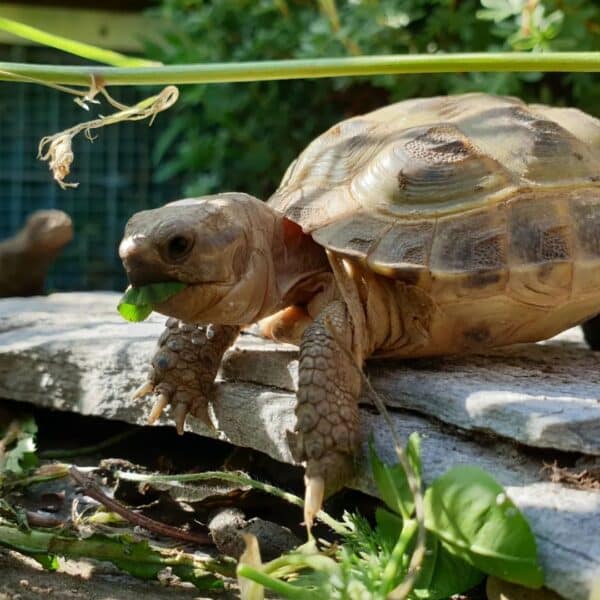 Difference Between Turtles and Tortoises