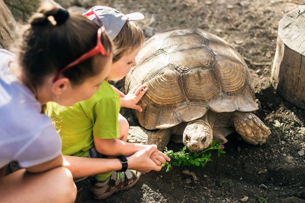 Sulcata Tortoise