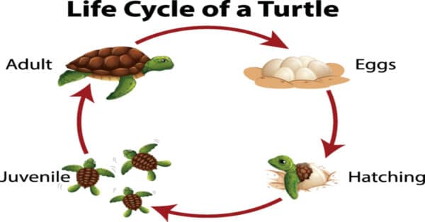 Turtle Life Cycle - Learn About Nature