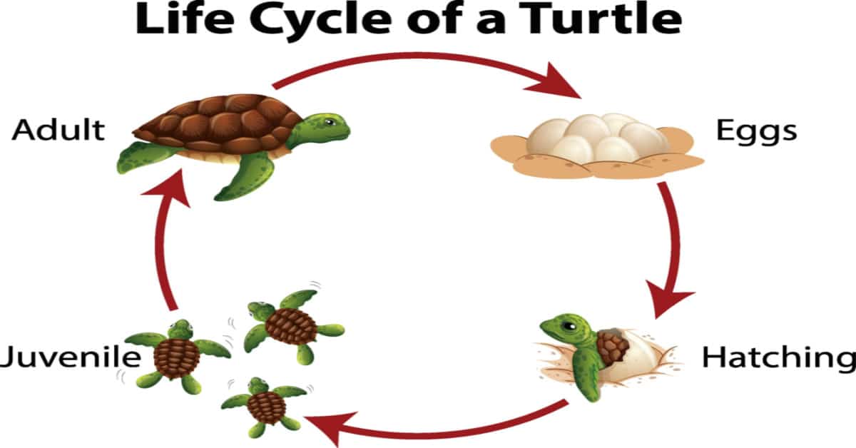 Life Cycle Of A Sea Turtle Life Cycles First Grade Life Cycles Images