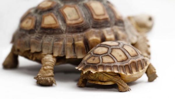 Sulcata Tortoise