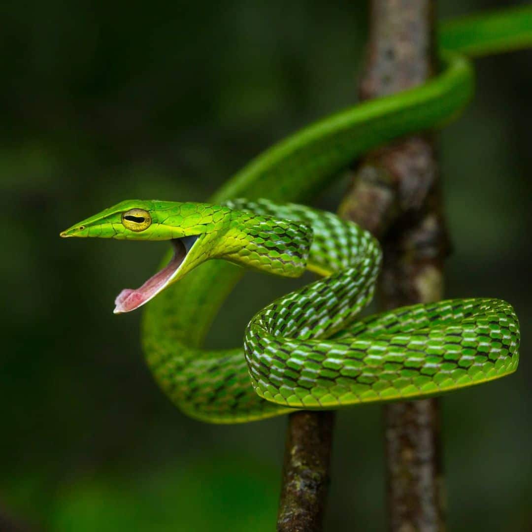 Vine Snake - Learn About Nature