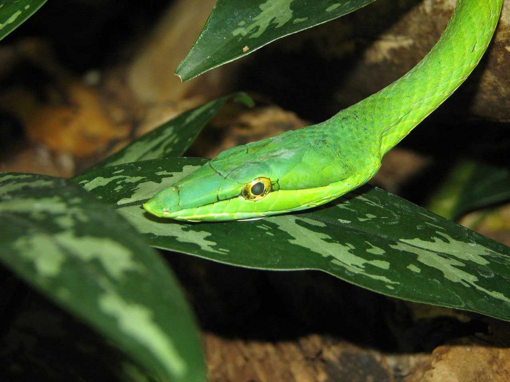 Vine Snake - Learn About Nature