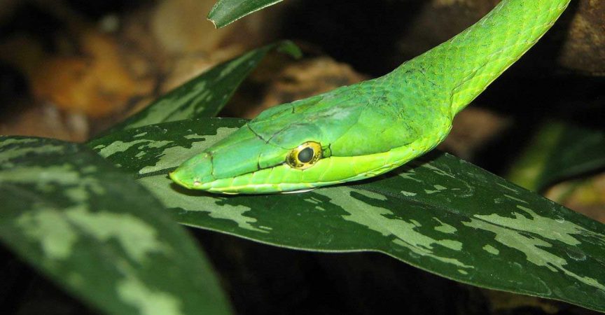 Vine Snake - Learn About Nature