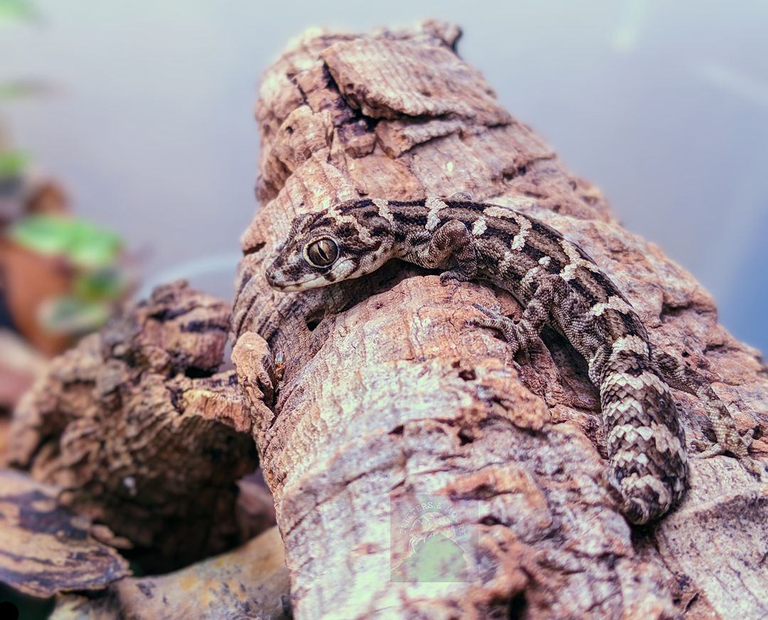 Viper Geckos One Of The Smallest Species In The World Learn About