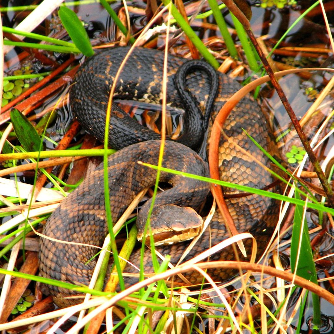 Top 27+ Background Images show me a picture of a water moccasin Excellent