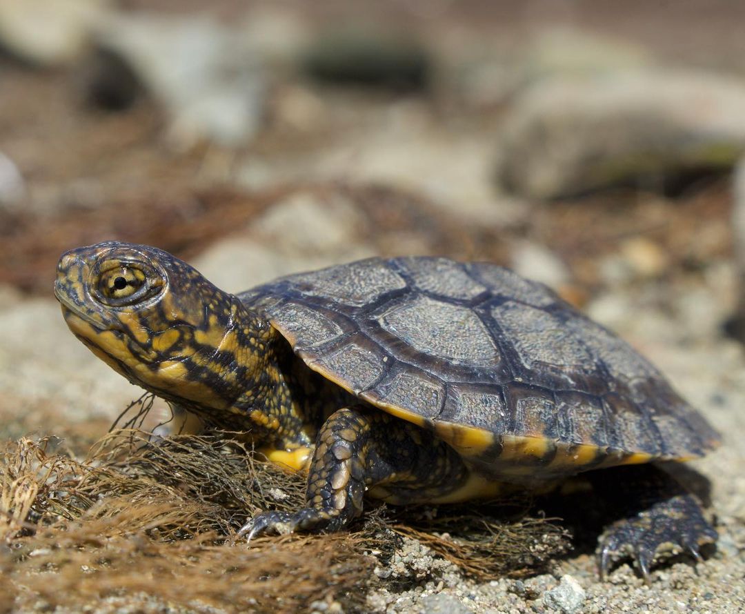 Western Pond Turtle - Learn About Nature