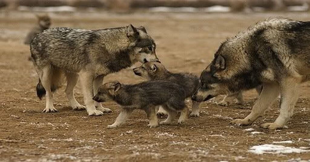 7 Largest Wolves in the World: Main Characteristics & Distribution ...