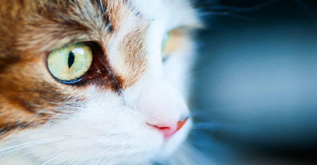 What Colors Cats Like? Unique Shades Of Feline Perception Learn About