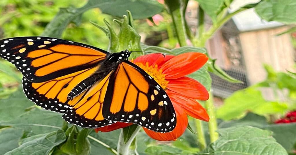 What Do Monarch Butterflies Eat? - Learn About Nature