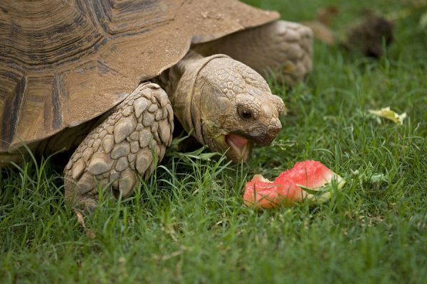 What Do Tortoises Eat? - Learn About Nature