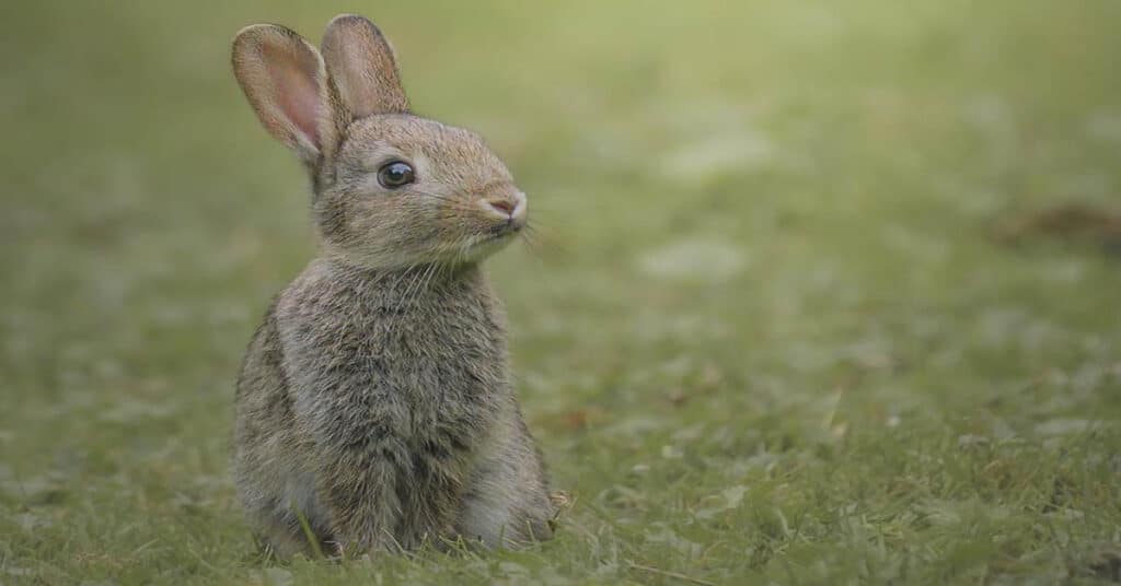 What Do Wild Rabbits Eat? Learn About Nature