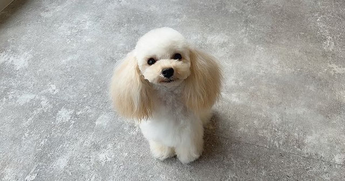 https://www.learnaboutnature.com/wp-content/uploads/What-Is-A-Teacup-Poodle.jpg