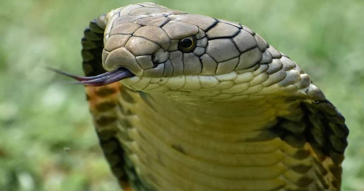 Pipe Snake Animal Facts - A-Z Animals