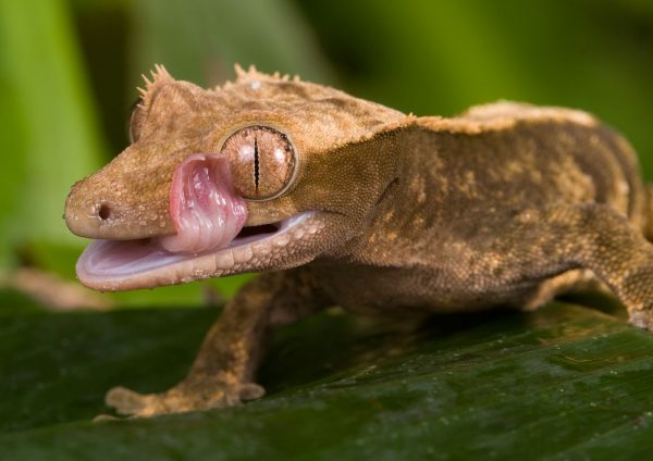 Viper Geckos - One of the Smallest Species in the World - Learn About ...