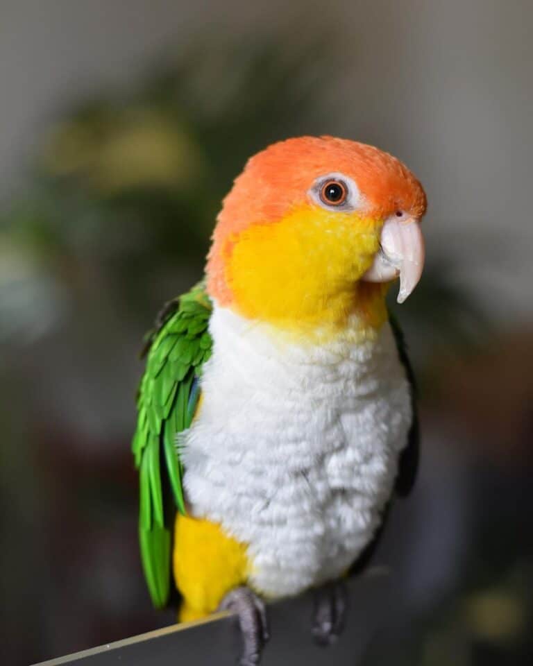 White Bellied Caique - Learn About Nature