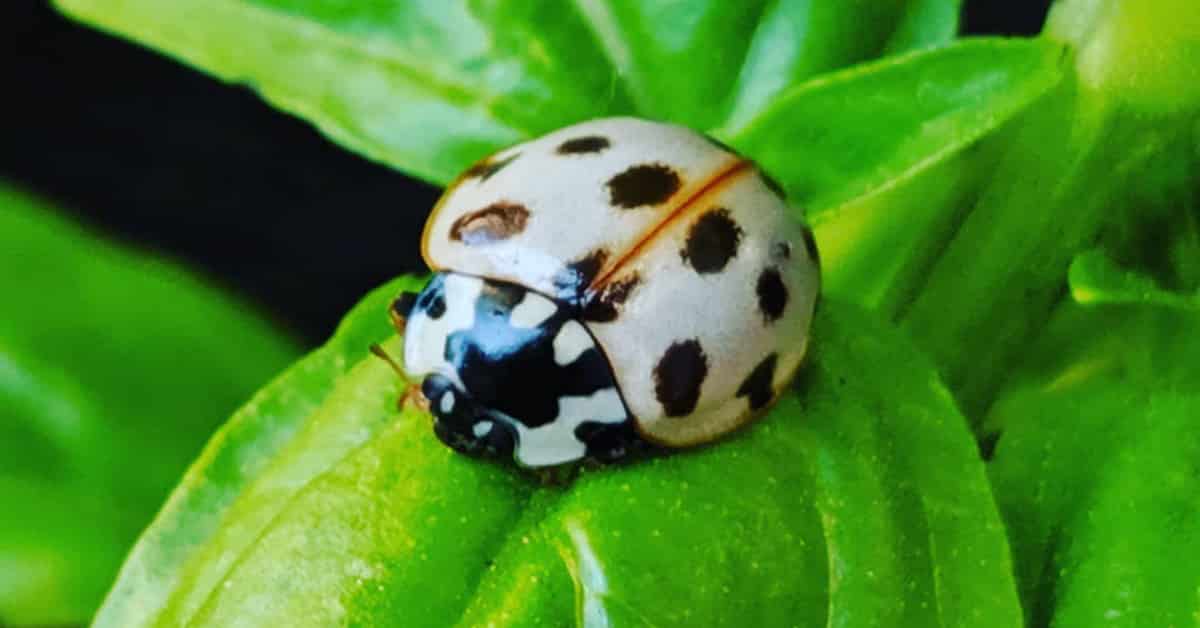 Why Do Ladybugs Have Spots? Do Dragonflies Bite?
