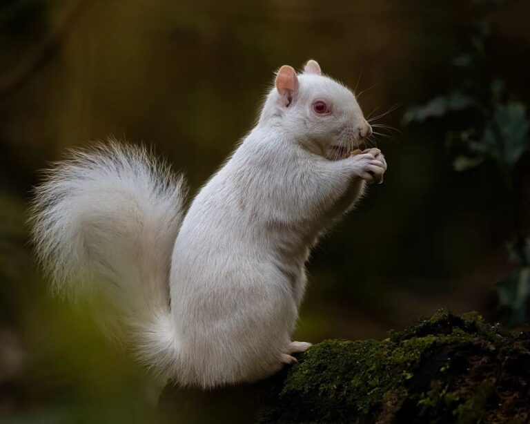 White Squirrel - Rare & Unique Characteristics - Learn About Nature