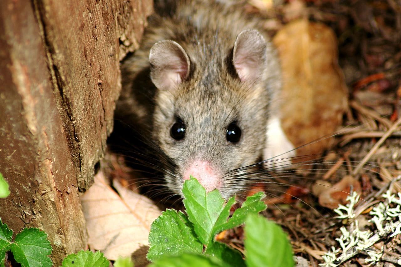 pack-rat-learn-about-nature