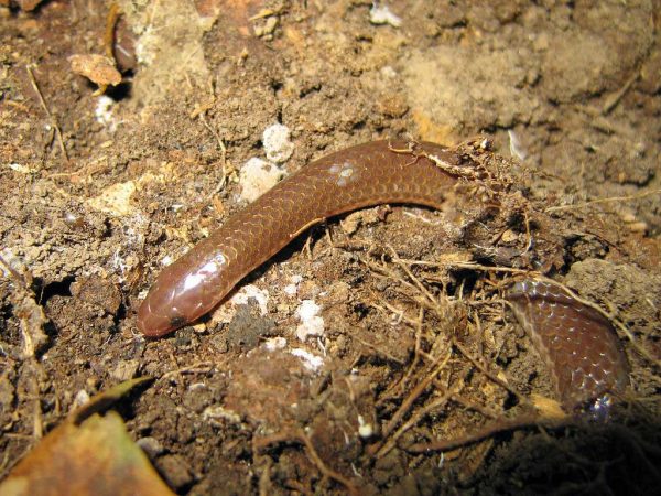 Worm Snake - Learn About Nature