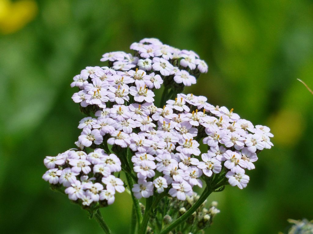 Yarrow