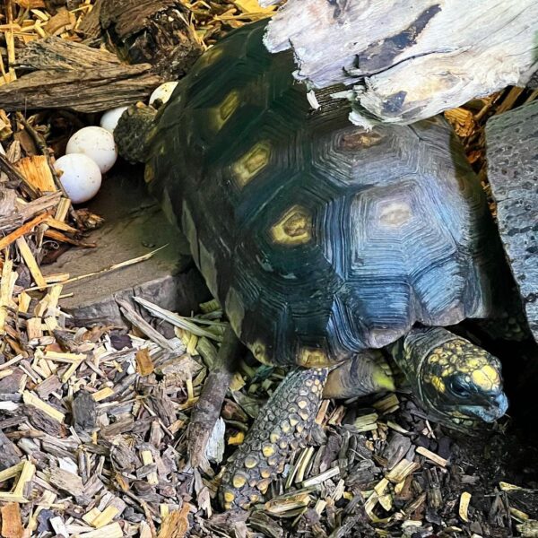 Yellow Footed Tortoise - Learn About Nature