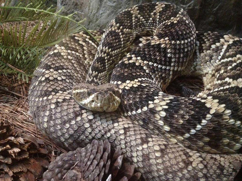 Yellow Rat Snake