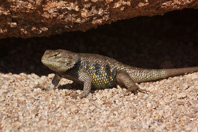 Yellow-backed Spiny Lizard