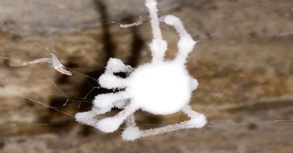 What Happens If A Zombie Spider Bites You