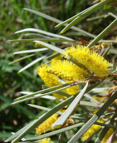 Acacia