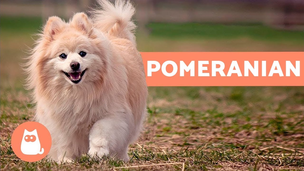 Pomeranian sales smart ranking