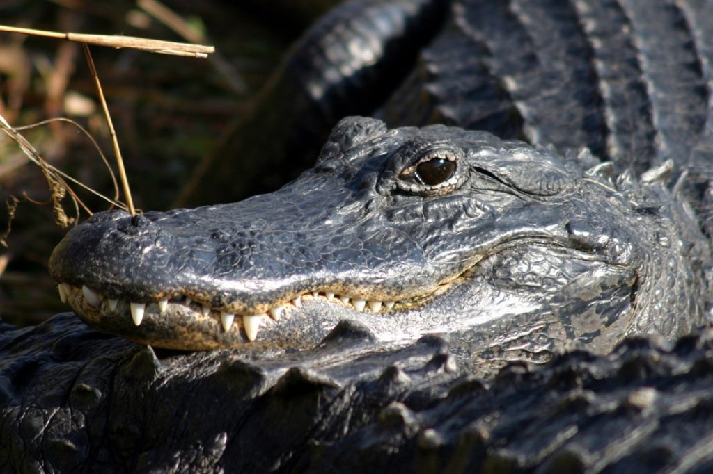 Alligator - Learn About Nature