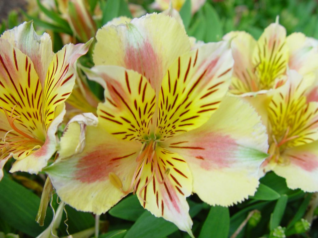 Alstroemeria - Patronizes Baron Klas Von Alstroemer, the Famous Swedish ...