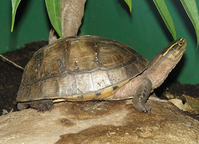 Amboina Box Turtle - With a Life Span of 100 Years - Learn About Nature