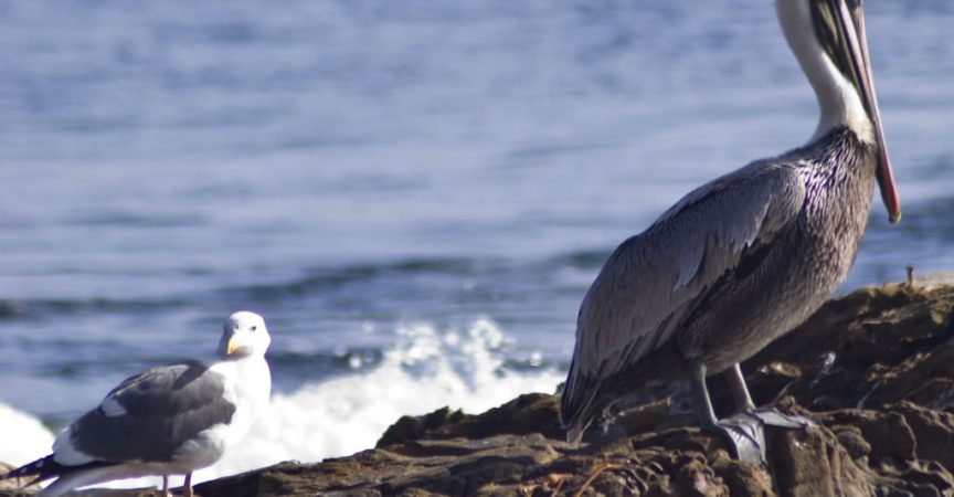 Bird By The Sea Learn About Nature Images, Photos, Reviews