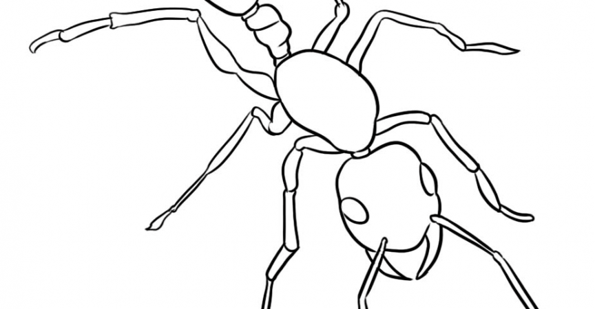 Ant Coloring Page - Learn About Nature
