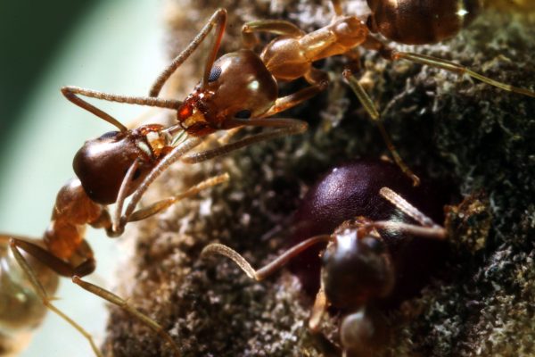 Argentine Ants - Learn About Nature