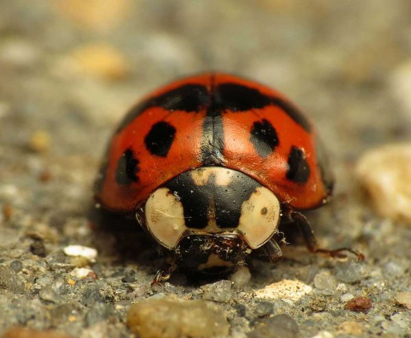 Asian Lady Beetle