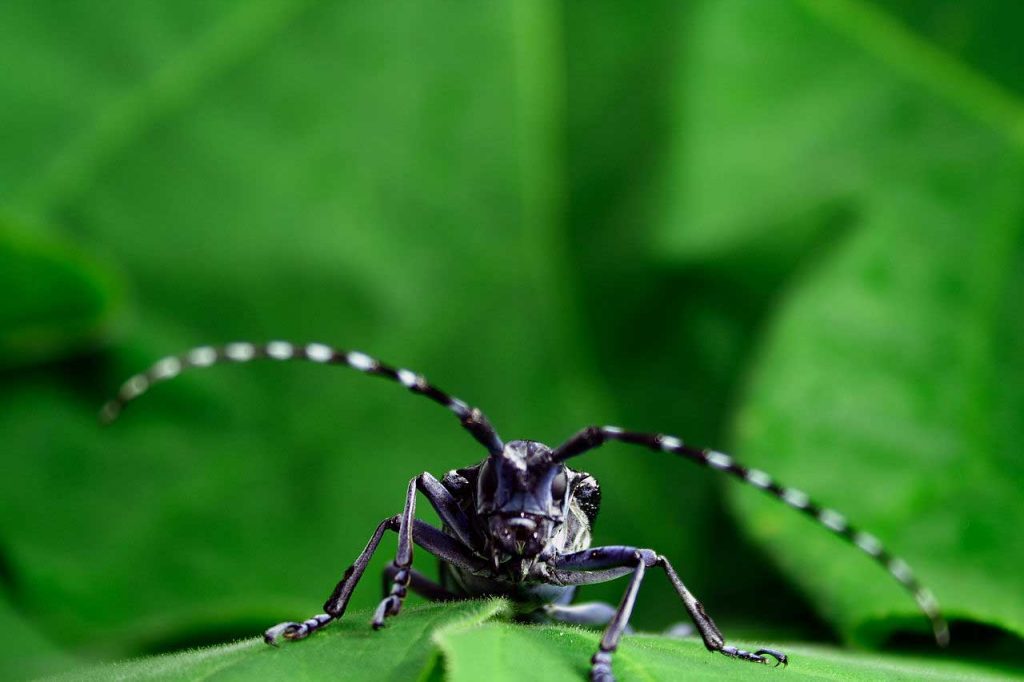 Asian Long Horned Beetle - Learn About Nature