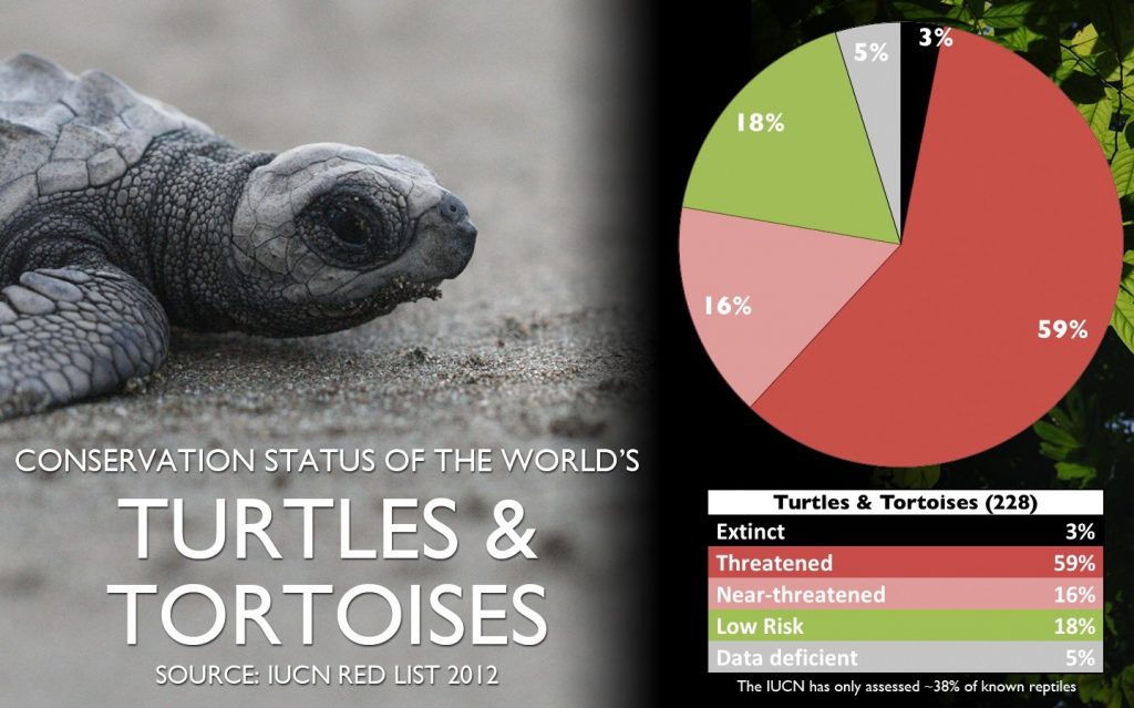 baby-sulcata-chart1-jpg-learn-about-nature