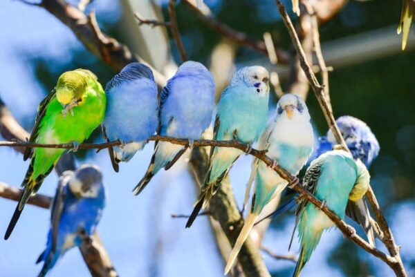 Parakeets - Learn About Nature