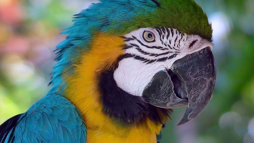 Life Expectancy of Parrots - Learn About Nature