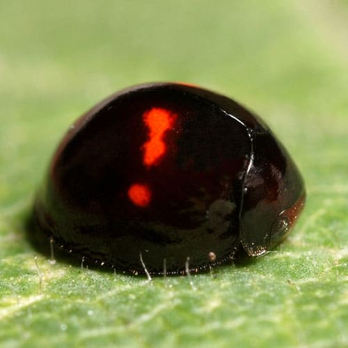 black-ladybug.jpg - Learn About Nature