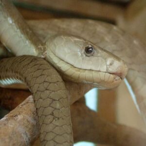 Types of Snakes: Elapidae - Learn About Nature