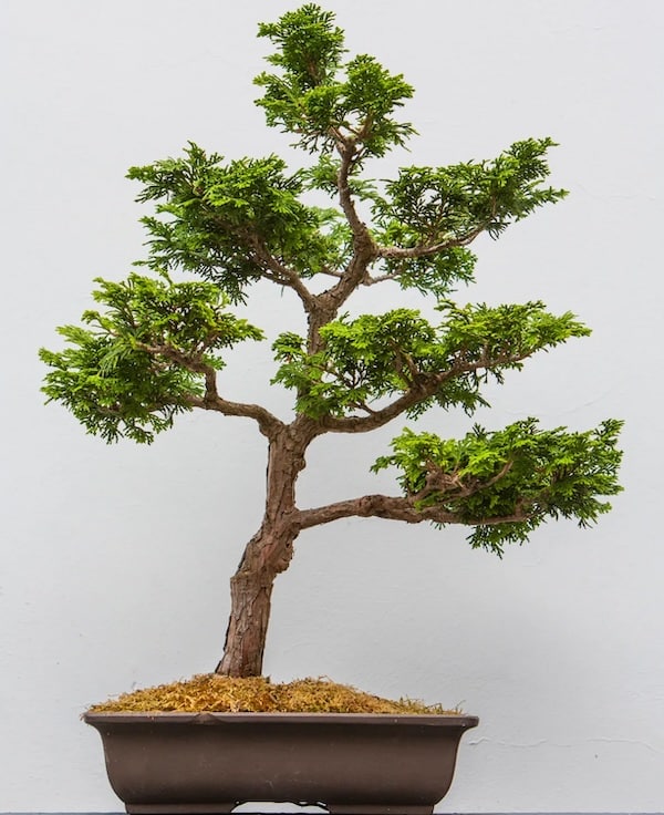 Bonsai Tree