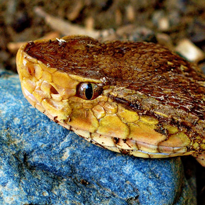 Bothrops Asper - Learn About Nature