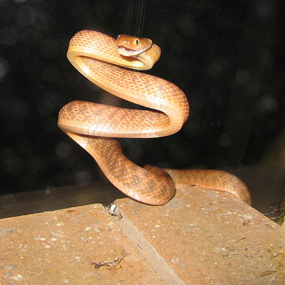 Brown Tree Snake Learn About Nature