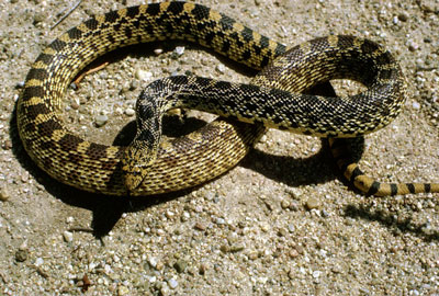 bull-snake01.jpg - Learn About Nature