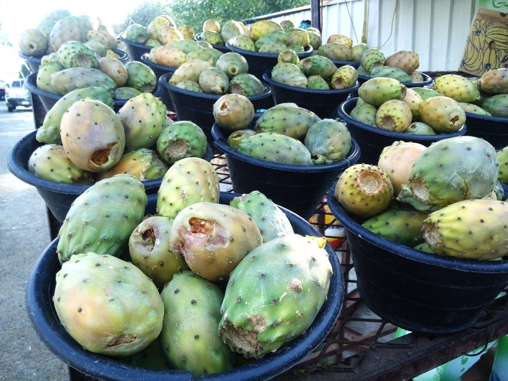 Cactus Fruit - Learn About Nature